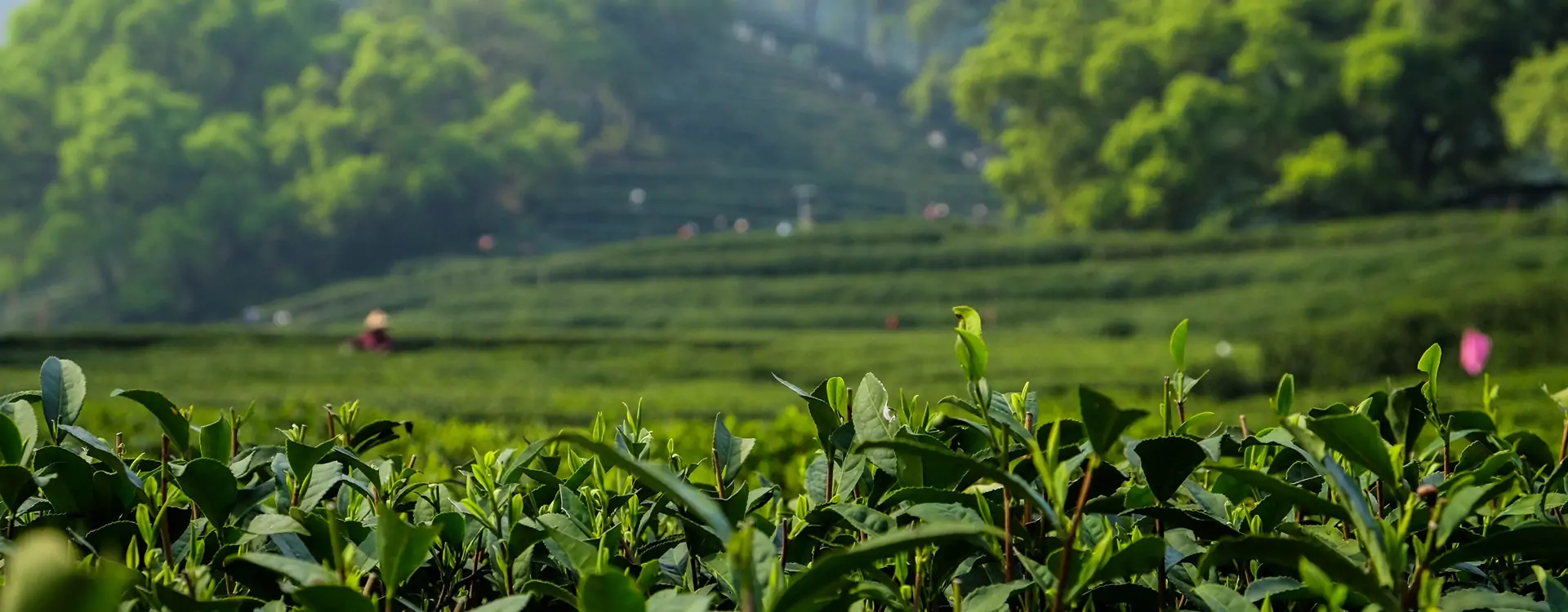 tea grend matcha powder