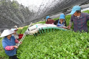 Tea leaf harvesting for matcha production